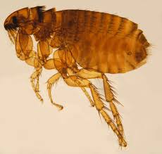 Mar 01, 2021 · parasiten unter der haut, wie beispielsweise morgellons, sind ein reales gesundheitsproblem und das ist mittlerweile wissenschaftlich nachgewiesen (mehr erfahren). Flohe Wikipedia