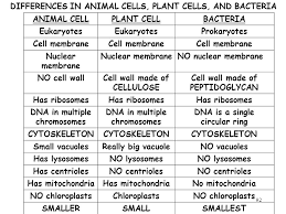 Plant cell and animal cell venn diagram compare. Similarities And Differences Between Plant And Animal Cells And Bacterial Cells