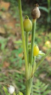 Image result for Coix lacryma-jobi