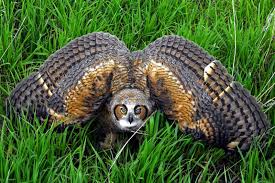 Behaviour Of Owls The Owl Pages