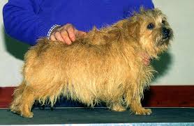 Unlike the norwich terrier , the norfolk is slightly longer than it is tall. Coat Care The Norfolk Terrier Club Of Great Britain