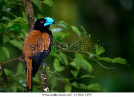 Image result for Vangueria vestita