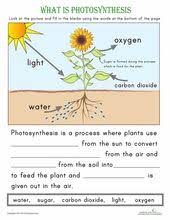 Ever Wonder How The Sun Helps Plants Grow Here Is An Easy Way To Explain The Process Of Photosynthe Photosynthesis Worksheet Science Worksheets Photosynthesis