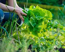 We did not find results for: How To Grow Lettuce