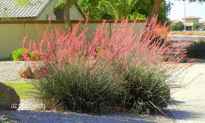 Ramblings From A Desert Garden A Spring Time Walk Continued Yucca Plant Desert Garden Yucca Plant Care