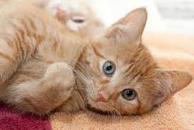 solnechnyj kot ot ushej do hvosta www moizoomir ru kitten orange kittens animals