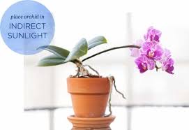 Orchids work in cycle between growing new leaves and new roots to new blooms. How To Rebloom Orchids