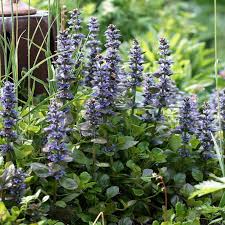 Image result for Agelanthus longipes