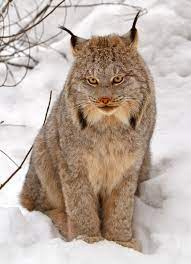 The lynx is a solitary cat that haunts the remote northern forests of north america. Canada Lynx Wikipedia