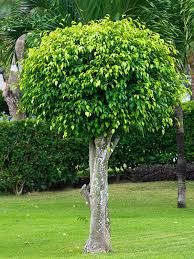 Image result for Ficus pygmaea