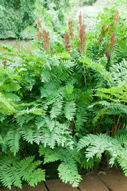 Image result for Osmunda regalis