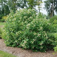 Image result for Cephalanthus