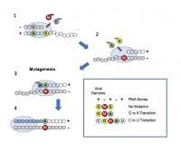 In early animal testing, this antiviral drug was found to prevent virus carriers from developing severe symptoms and transmitting the disease. Lab Reveals How An Oral Antiviral Drug Confus Eurekalert