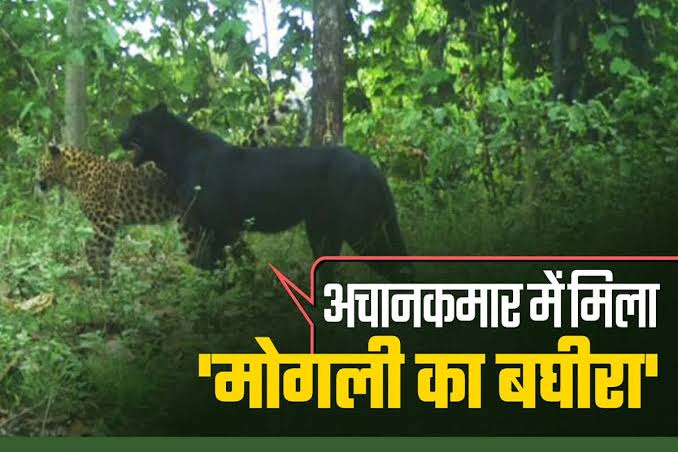 Black Leopard in CG: अचानकमार टाइगर रिजर्व में दिखा मोगली का “बघीरा”, वन मंत्री ने फोटो शेयर कर दी बड़ी खुशखबरी | Black Leopard In Cg Rare Bagheera Seen In Achanakmar Tiger