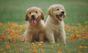 Dog names in disney films. 500 Disney Dog Names To Give Your Pup A Happy Life