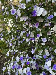 Image result for Brunfelsia australis