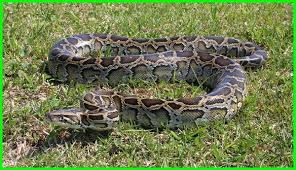 Ini adalah suatu agama atau kepercayaan yang tidak 10 negara di dunia dengan populasi agama yang tidak terafiliasi terbesar adalah: 7 Ular Terbesar Di Dunia Ada Yang Makan Orang Dunia Fauna Hewan Binatang Tumbuhan Ular Hewan Reptil