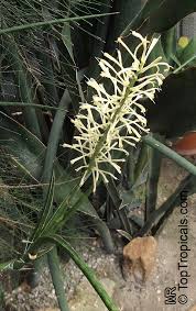 Image result for Sansevieria dooneri