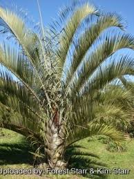 Image result for Dypsis