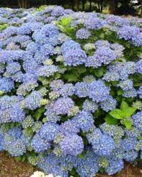 Common names include bigleaf hydrangea, french hydrangea, lacecap hydrangea, mophead hydrangea, penny mac and hortensia. Hydrangea Macrophylla Claudie