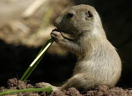 Image result for Cynomys gunnisoni obrázek