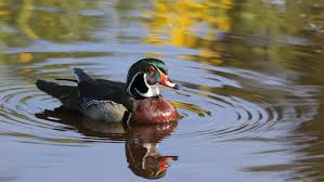 The barrel duck house plans. Wetlands Royalty Meet The Wood Duck Michigan S Regal Looking Waterfowl