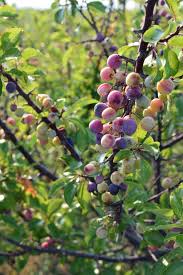The fruit is excellent out of hand or can be used any way that grapes are used. Unusual Fruit And Fruit Trees To Grow Old Farmer S Almanac