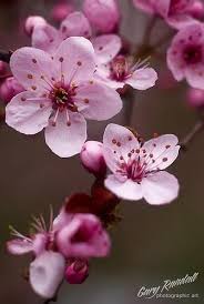 Flowering trees, in particular, have high. Flowering Plum Blossoms In Welches Oregon Fiori Di Ciliegio Fiori Di Ciliegio Giapponesi Foto Di Fiori