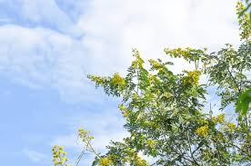 Image result for Fabaceae subfamily Caesalpinioideae