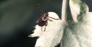 Image result for Tick Paralysis