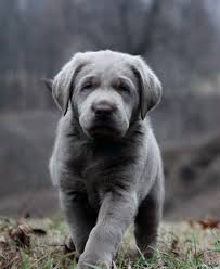 But 2020 sold i have 8 on wait list for next year. Silver Labrador Retrievers For Sale Silver Lab Puppies Charcoal Labs Silver Lab Puppies Silver Labs N Stuff Silver Lab Puppies Lab Puppies Labrador Retriever