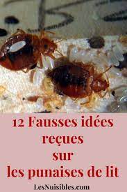 les fausses idees sur la punaise de lit punaises de lit boutons sur le corps idee