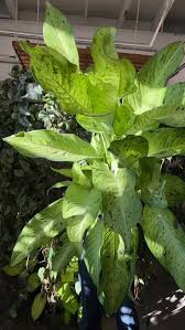 Image result for beautiful dieffenbachia