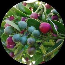 Image result for Mystroxylon