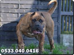 Safkan Secereli Presa Canario Yavrulari