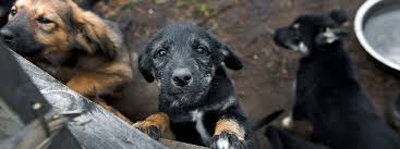 Think you know a lot about halloween? Dog Puppy Care Quiz Answer Top Questions