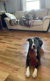 ISO your very own pound puppy? Vyfy fits the bill! Her big sad eyes would  lead you to believe she's living a deprived life in the shelter..but really  she's enjoying a snuggly,