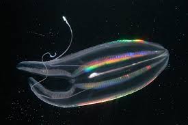 Although these days everyone is obsessed with zombies and aliens, some of the strangest and most terrifying creatures in the universe lie beneath the surface of the waves on our very own planet. Gallery Meet 6 Bewitching Rarely Seen Creatures From The Ocean S Twilight Zone