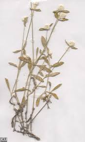 Image result for Gomphrena celosioides