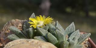 Image result for Nananthus vittatus