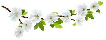 Afbeeldingsresultaat Voor Png Branch Flower Png Images White Flower Png Digital Flowers