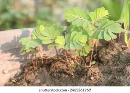 Image result for Phyllanthus ovalifolius