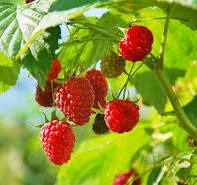 RASPBERRIES, Rubus idaeus—Kind, Culture, Care, and Comments ...