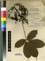 Image result for Vitex thyrsiflora