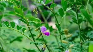 Image result for Tephrosia multijuga