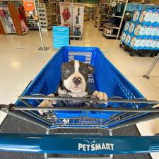 We did not find results for: Pit Bulls With Blue Eyes Health Risks Tips Care Pictures Faqs Canine Bible