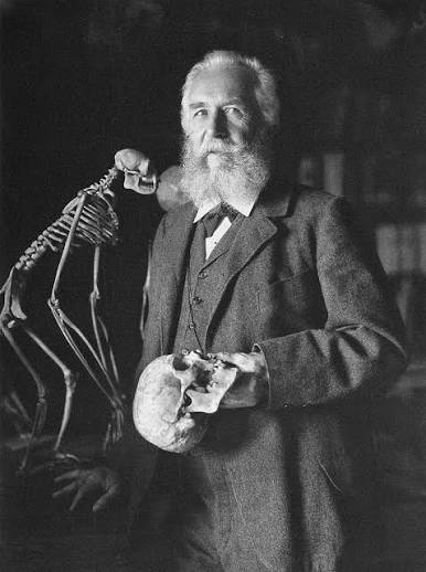 File:Ernst Haeckel.jpg - Embryology