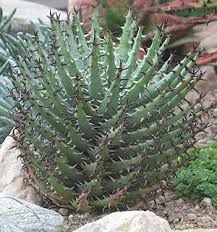 Image result for Aloe wollastonii