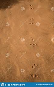 Lassen sie sich von unserer trauerdruckkollektion frühjahr 2020 inspirieren! 172 Kojote Spuren Fotos Kostenlose Und Royalty Free Stock Fotos Von Dreamstime
