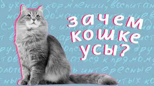 zachem koshke usy youtube